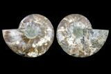 Agatized Ammonite Fossil - Madagascar #113070-1